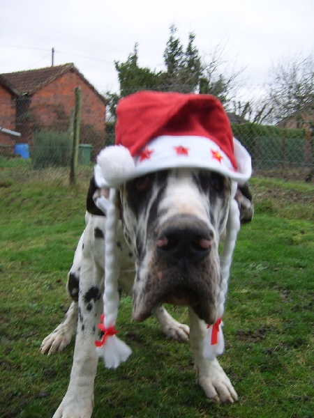 Photos de Noël & Jour de l'An.