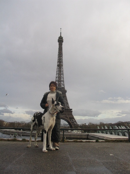 Le Dogue Allemand, chien de ville