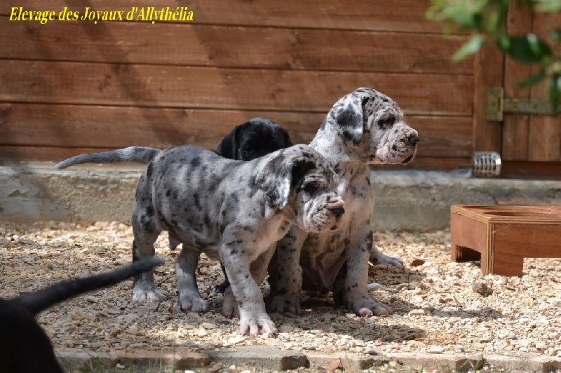 Bébés Félicia des Joyaux d'Allythélia et Mc. Laren Claudia Bohémica