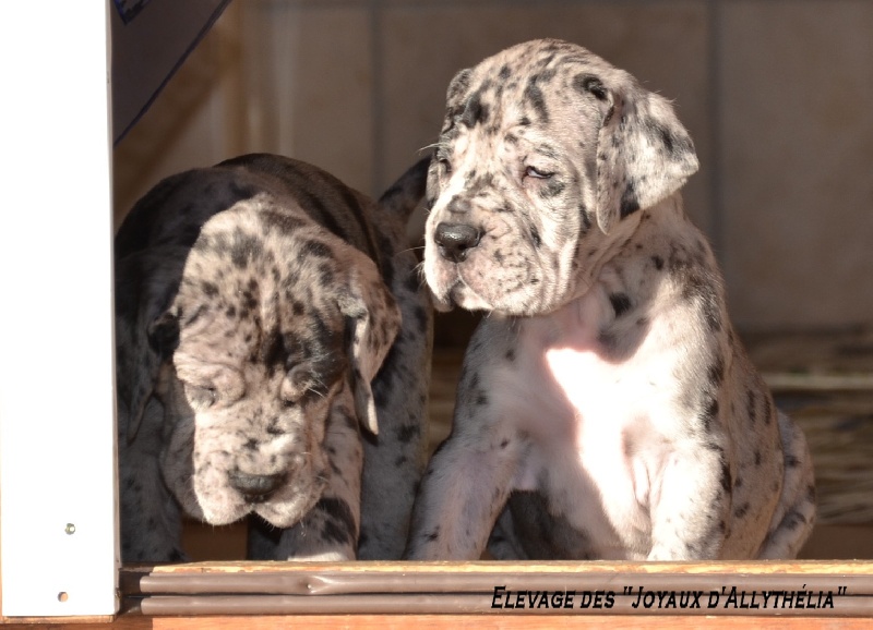 Bébés Farah / Farhenheit