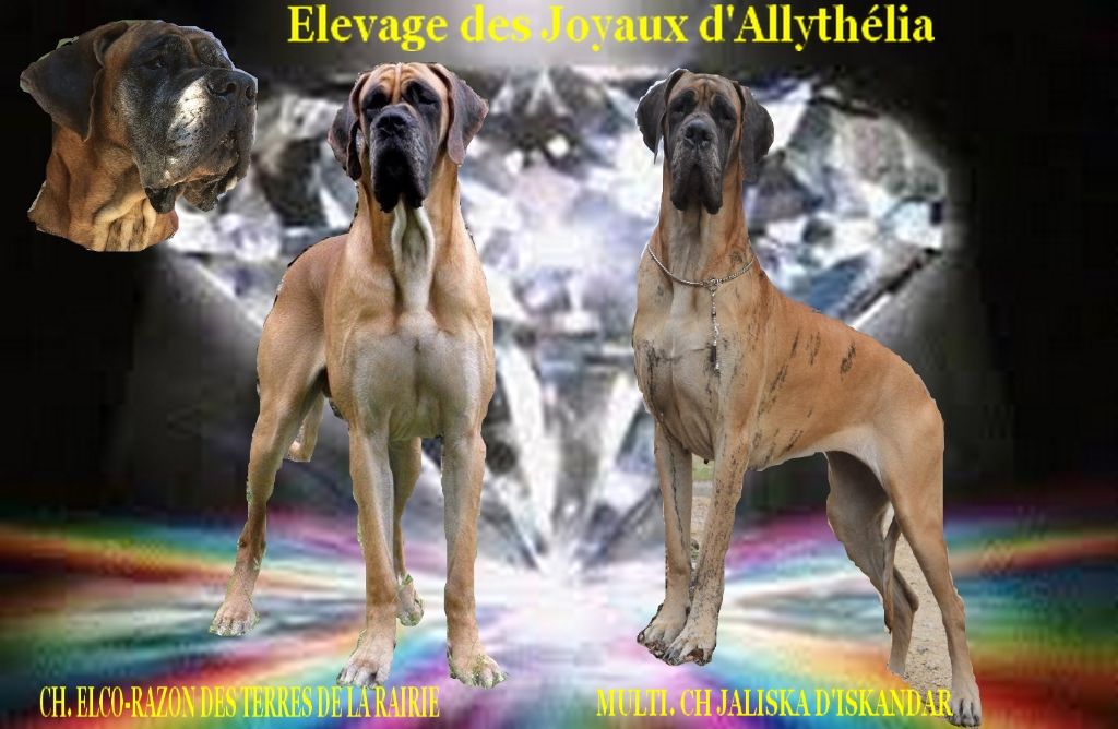 Ch Elco-Razon des Terres de la rairie X Multi Ch Jaliska d'Iskandar